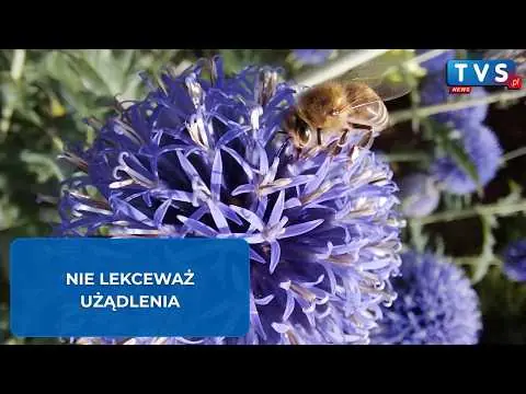 Obrazek YouTube: Użądlenia owadów