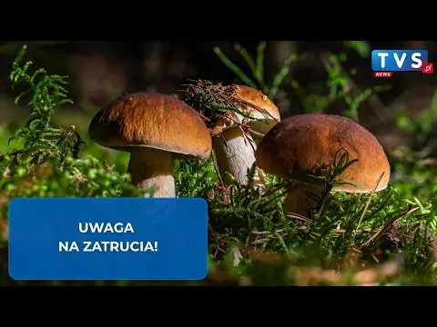 Obrazek YouTube: Sezon na grzyby. Uwaga na zatrucia!